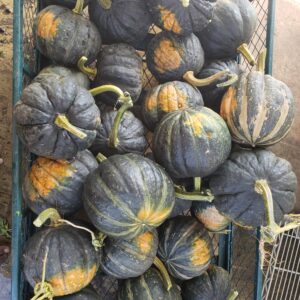 Locally Grown Pumpkin
